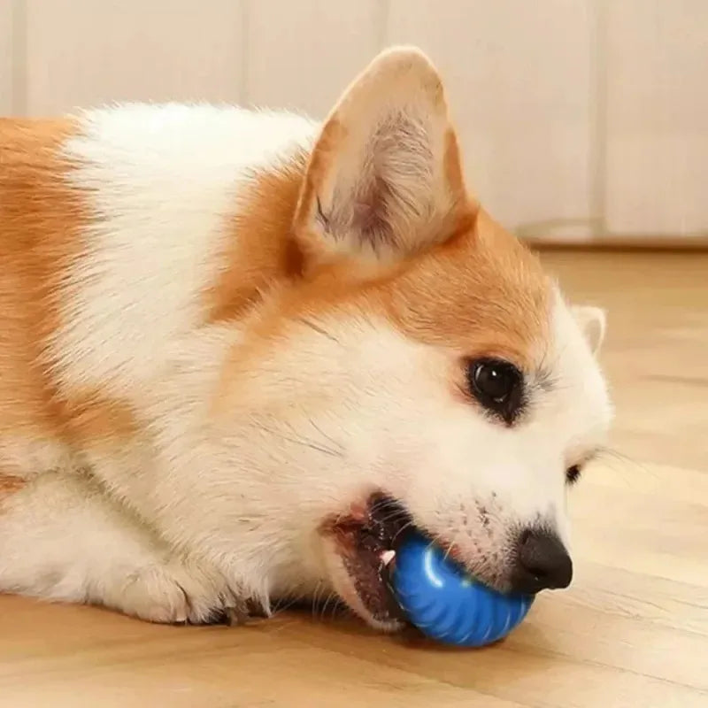Go Fetch! Puppy Ball