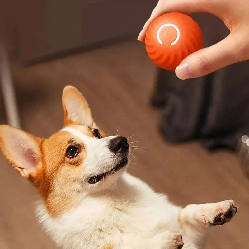 Go Fetch! Puppy Ball